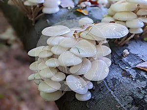 porcelain mushrooms Oudemansiella mucida on a oak log in a forest in autumn