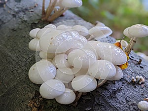 porcelain mushrooms Oudemansiella mucida on a oak log in a forest in autumn