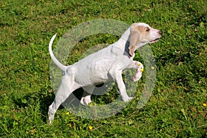 Porcelaine Hound in the spring garden