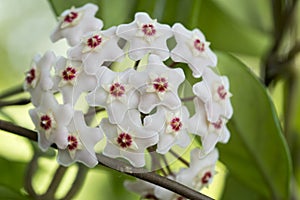 Porcelainflower or wax plant