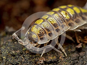 Porcellio haasi portrait copyright ernie cooper 2018