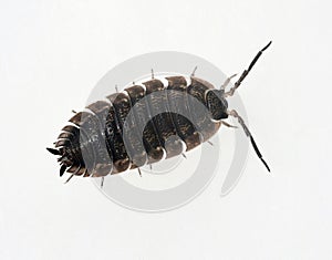 Porcellio scaber