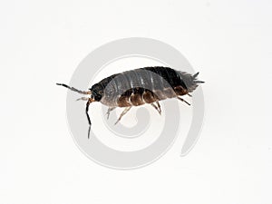 Porcellio scaber