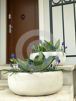 Porch with grape hyacinth flowers