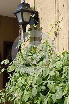 Porch light and vine