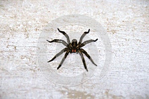 On the porch a Lycosa erythrognatha spider standing watching