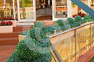 Porch summer cafe Ornamental plants the Railing.