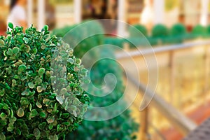 Porch summer cafe Ornamental plants the Railing.