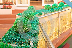 Porch summer cafe Ornamental plants the Railing.