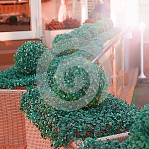 Porch summer cafe Ornamental plants the Railing.