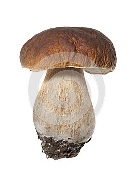 Porcini