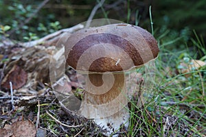 Porcini