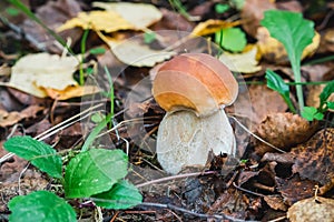 Porcini autumn in the forest. Mushroom in foliage