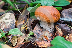 Porcini autumn in the forest. Mushroom in foliage