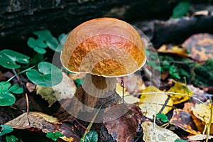 Porcini autumn in the forest. Mushroom in foliage