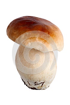 Porcini or Boletus Edulis mushroom photo