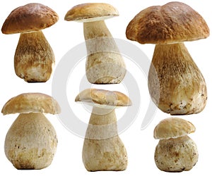 Porcini (Boletus edulis) set isolated photo