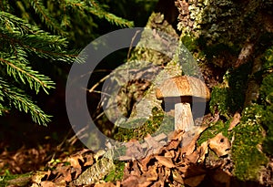 Porcini Cep in forest. Fungal Mycelium and Bolete mushrooms in mushrooming season. White Mushroom in autumn. Boletus Pinophilus