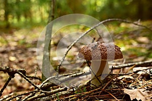 Porcini Cep in forest during mushrooming harvesting season. White Mushroom King Boletus Pinophilus. Fungal Mycelium in moss in a