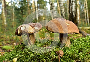 Porcini Cep in forest during mushrooming harvesting season. White Mushroom King Boletus Pinophilus. Fungal Mycelium in moss in a