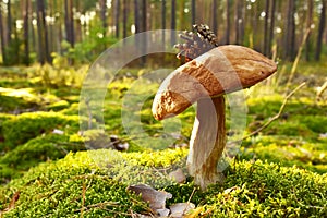 Porcini Cep on sunbeams background in forest. Fungal Mycelium and Bolete mushrooms in mushrooming season. White Mushroom in autumn