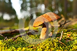 Porcini Cep on sunbeams background in forest. Fungal Mycelium and Bolete mushrooms in mushrooming season. White Mushroom in autumn