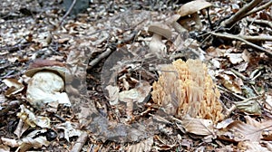 Porcini and clustered coral mushrooms