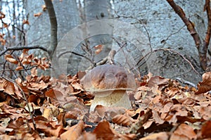 Porcini photo