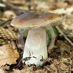 Porcini forest mushroom, autumn brown boletus, cap. Wild penny bun, cep