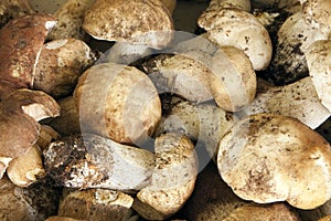Porcini Mushroom
