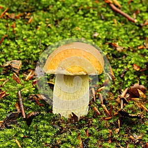 Porcini mushroom