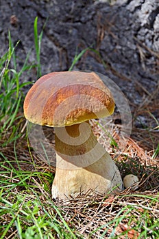 Porcini Mushroom