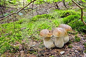 Porcini mushroom photo
