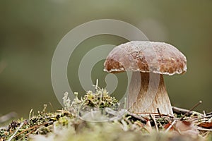 Porcini mushroom