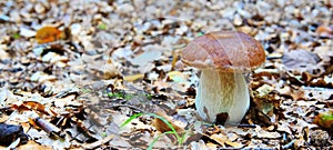 Porcini mushroom in the autumn forest.