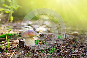 Porcini mushroom in the autumn forest.