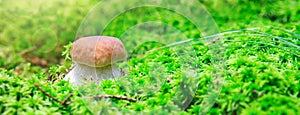 Porcini mushroom in the autumn forest.