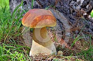 Porcini Mushroom photo