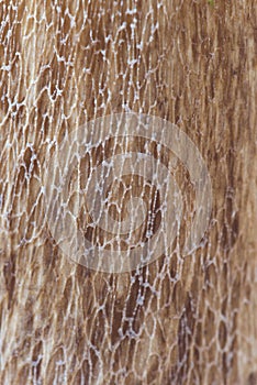 Porcini mushroom- closeup on the reticulation of the stem