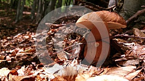 Porcini mushroom in forest