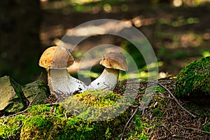 Porcini Mushroom In Forest