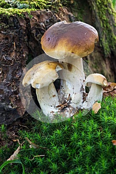 Porcini Mushroom In Forest