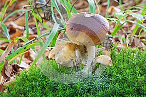Porcini Mushroom In Forest