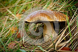 Porcini mushroom in a forest