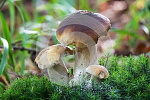 Porcini Mushroom In Forest