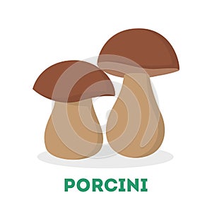 Porcini mushroom. Forest raw fungus. Healthy vegetarian