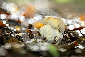 Porcini mushroom fresh growing and emerging in the wild