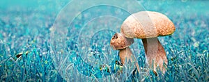 Porcini mushroom  on green blur background.