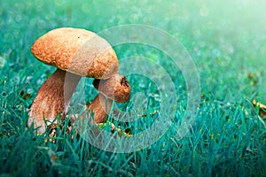 Porcini mushroom  on green blur background.
