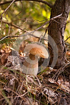 Porcini mushroom growing in pine tree forest at autumn season